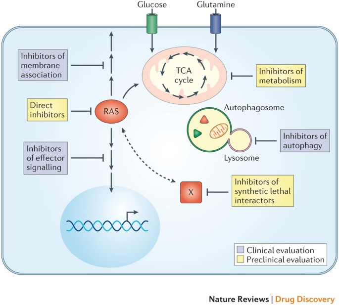 ras farnesylation inhibitors anti aging)