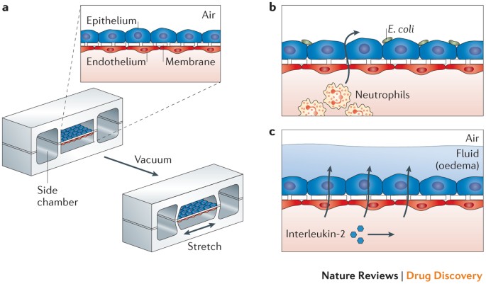 Organs-on-chips at the frontiers of drug discovery | Nature Reviews Drug  Discovery