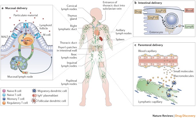 lymph biologics)