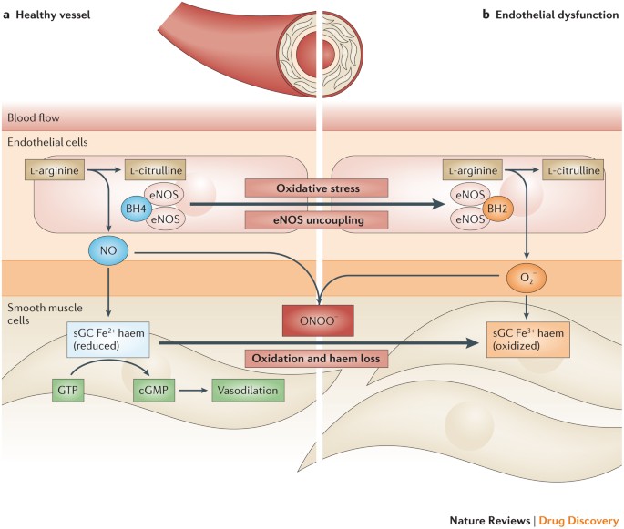Strategies to increase nitric oxide signalling in cardiovascular disease