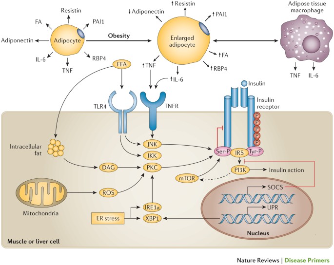 Diabetes Mellitus, PDF, Diabetes Mellitus