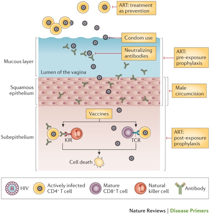 Phylogenetic Approach Reveals That Virus Genotype Largely Determines HIV  Set-Point Viral Load