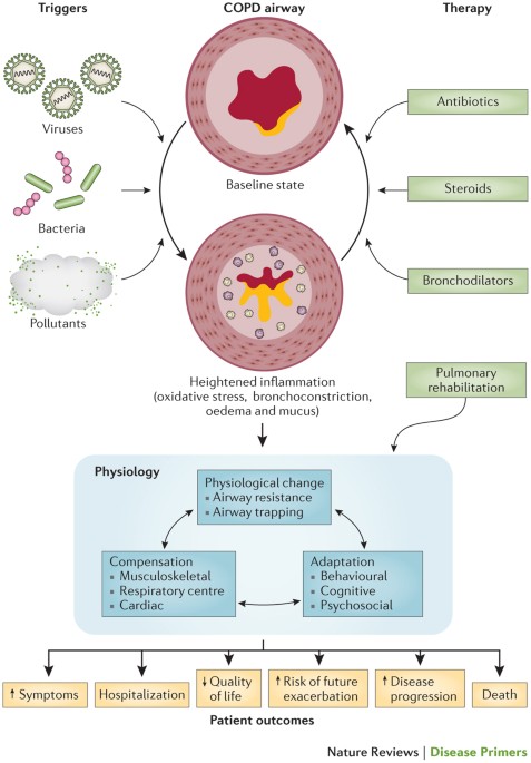 Chronic obstructive pulmonary disease | Nature Reviews Disease Primers