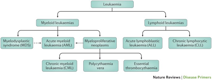 Acute myeloid leukaemia | Nature Reviews Disease Primers