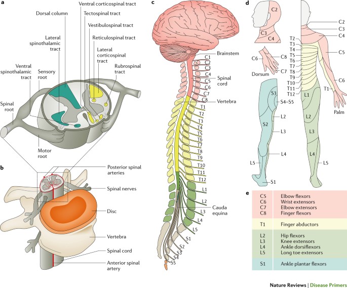 Traumatic Spinal Cord Injury Nature Reviews Disease Primers