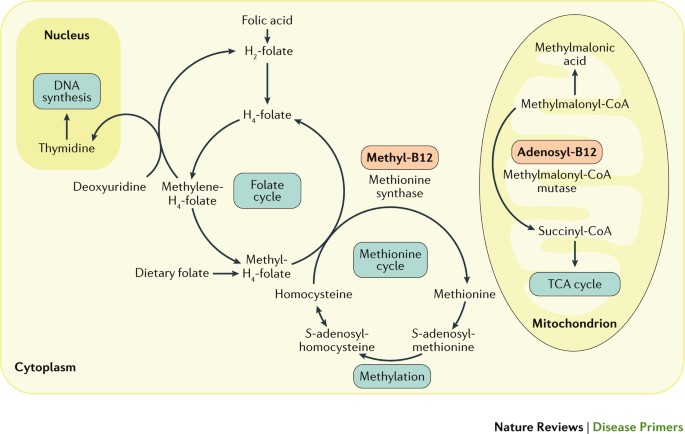 Vitamin B12 deficiency | Nature Reviews Disease Primers