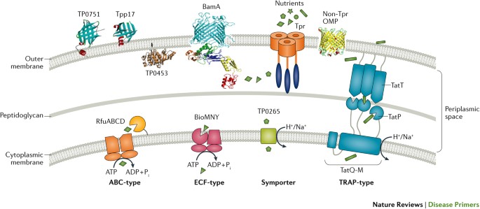 Frontiers  Identification and Functional Assessment of the First Placental  Adhesin of Treponema pallidum That May Play Critical Role in Congenital  Syphilis