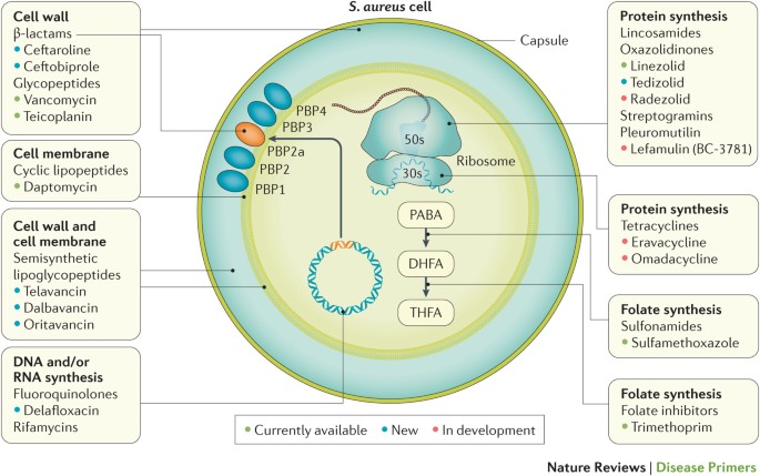 Trial of existing antibiotic for treating Staphylococcus aureus bacteremia  begins