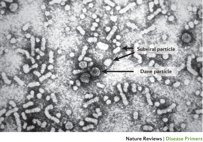 Hepatitis B virus infection | Nature Reviews Disease Primers