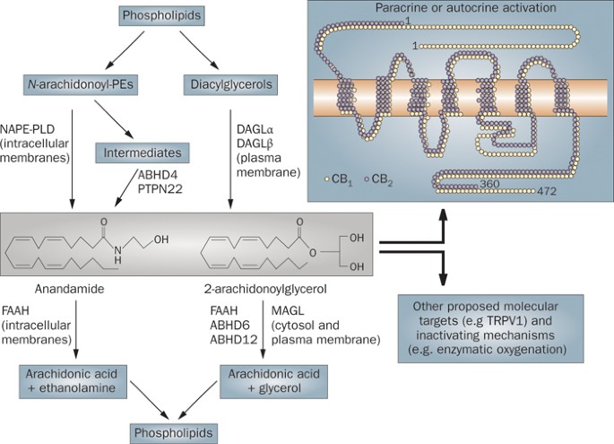 Goods and Bads of the Endocannabinoid System as a Therapeutic Target:  Lessons Learned after 30 Years