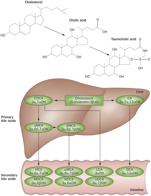 Beyond intestinal soap—bile acids in metabolic control | Nature Reviews  Endocrinology