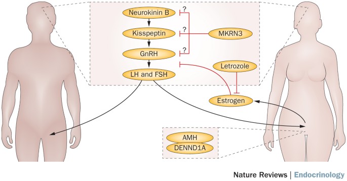 Reproductive Endocrinology: Unlocking the Secrets of Fertility