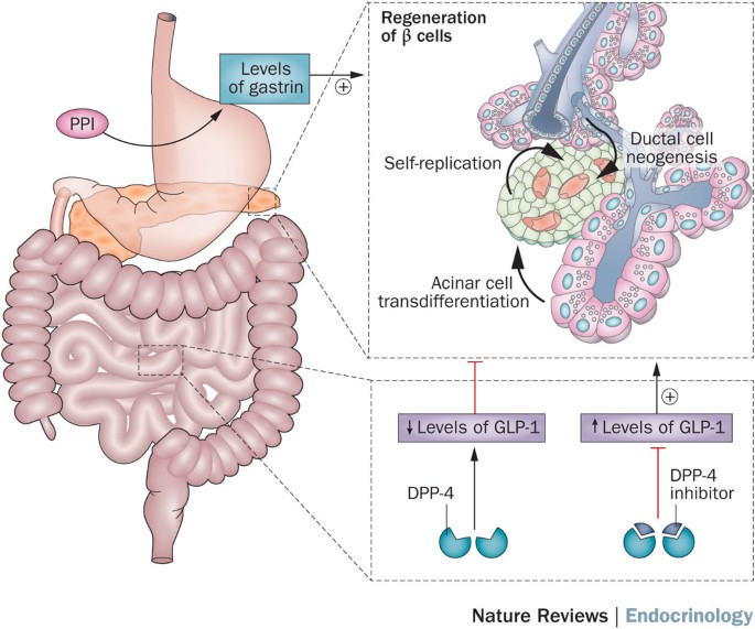glp type 1 diabetes Combination immunotherapies for type 1 diabetes mellitus