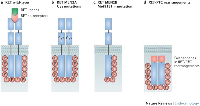RET proto-oncogene