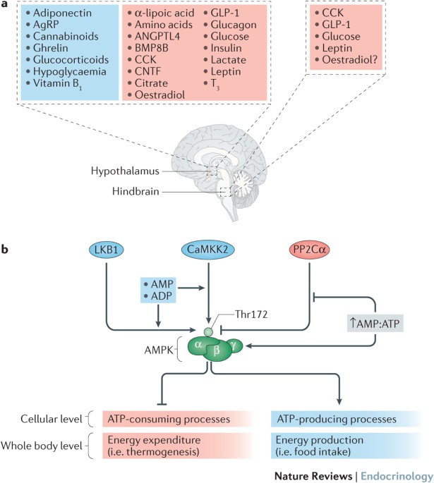 Hypothalamic Ampk A Canonical