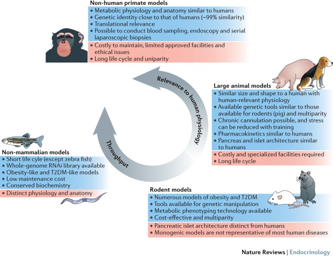 Animal models of obesity and diabetes mellitus | Nature Reviews  Endocrinology