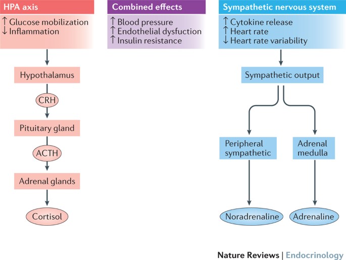 causes of type 2 diabetes mellitus pdf