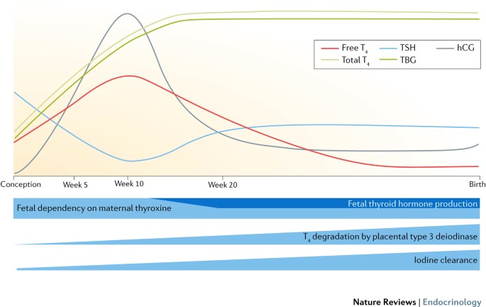 Thyroid Disease In Pregnancy New Insights In Diagnosis And