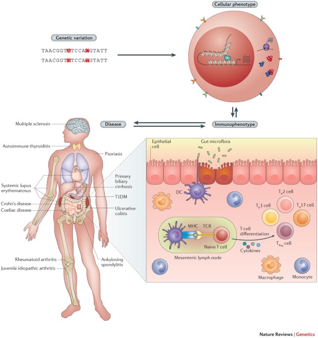 Autoimmune diseases — connecting risk alleles with molecular traits of the immune system