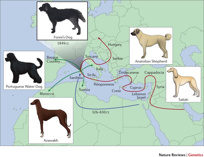 The Lassie effect: Movies drive our preference for certain dog breeds, Science