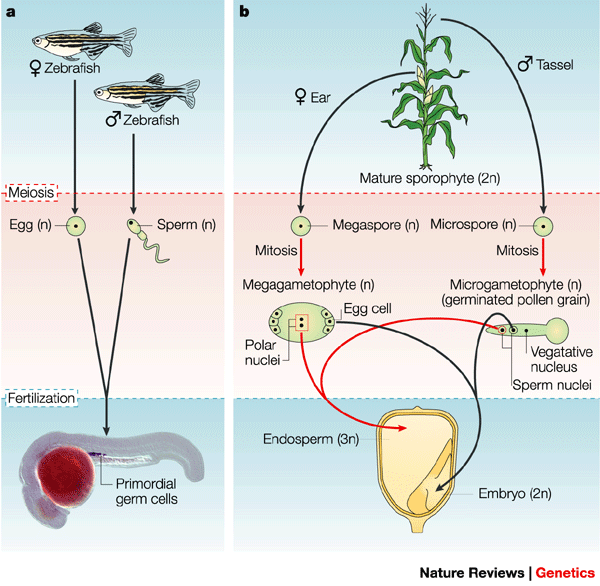 Unique Features Of The Plant Life Cycle