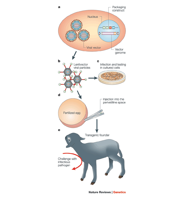 A future for transgenic livestock Nature Reviews