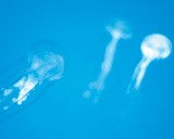 Soft-hearted fish | Nature Reviews Genetics