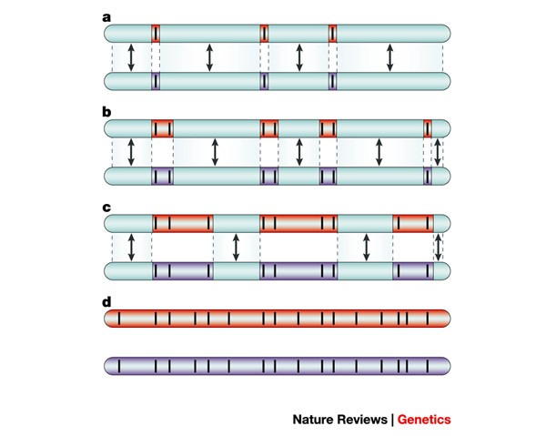 Genes and speciation | Nature Reviews Genetics