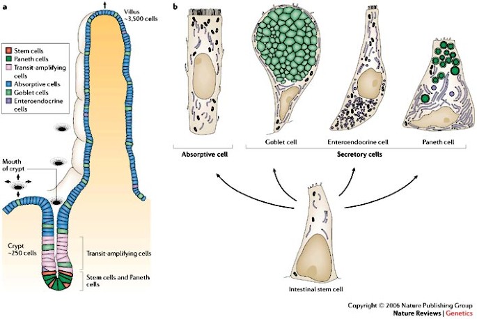Organizing cell renewal in the intestine: stem cells, signals and combinatorial control