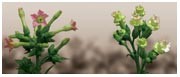 Designer plant miRNAs meet their targets