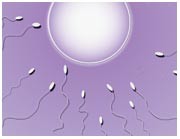 Unscrambling the egg–sperm divide