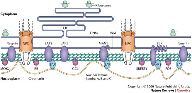 Human Laminopathies Nuclei Gone Genetically Awry Nature Reviews Genetics