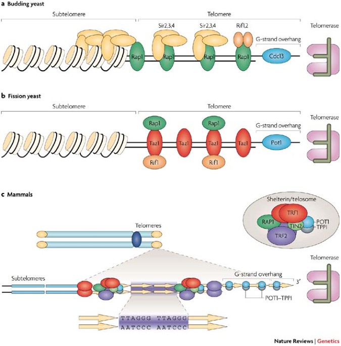 epitalon or epithalon mechanism of action telomerase The epigenetic regulation of mammalian telomeres