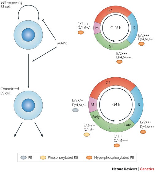 stem cycle