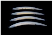 Chordate origins | Nature Reviews Genetics