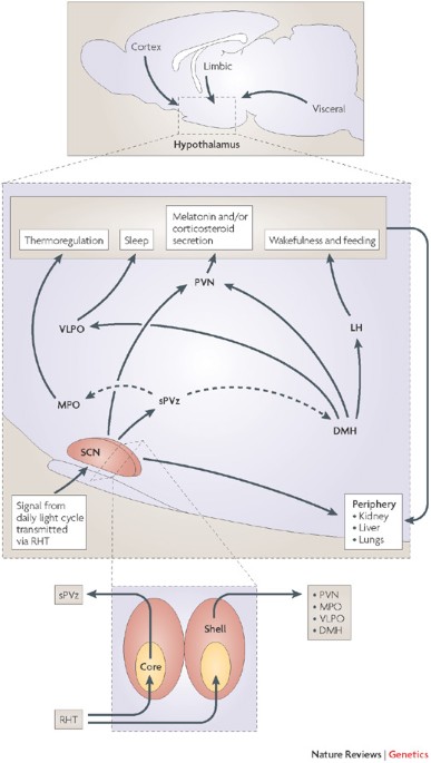 The Genetics Of Mammalian Circadian Order And Disorder Implications For Physiology And Disease Nature Reviews Genetics