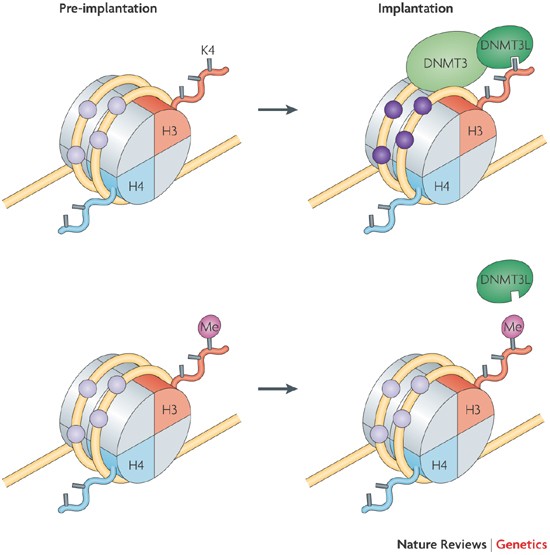 Histone modification review information