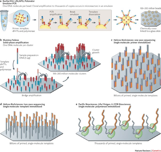 Frugtgrøntsager Maryanne Jones Specificitet Sequencing technologies — the next generation | Nature Reviews Genetics