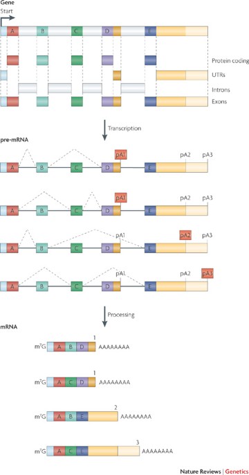 Rna processing and its regulation: global insights into biological networks