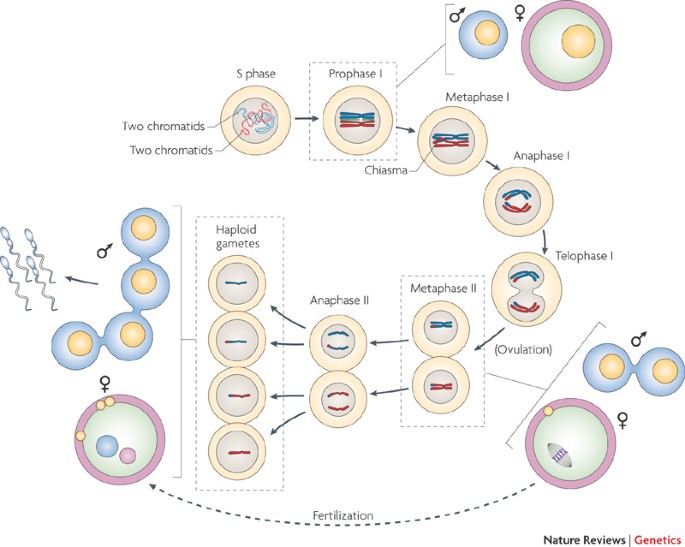 Genetics of mammalian meiosis: regulation, dynamics and impact on fertility  | Nature Reviews Genetics