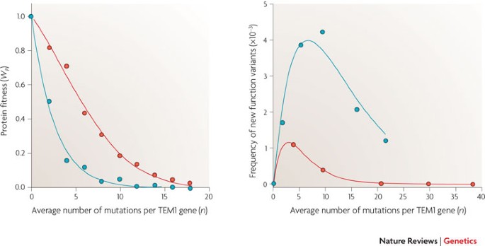 Mutational effects and the evolution of new protein functions