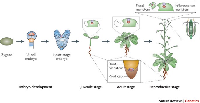 Regulation of transcription in plants: mechanisms controlling developmental  switches | Nature Reviews Genetics