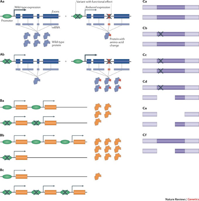 The importance of phase information for human genomics - Nature Reviews Genetics