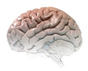 Functional antagonism and human brain evolution