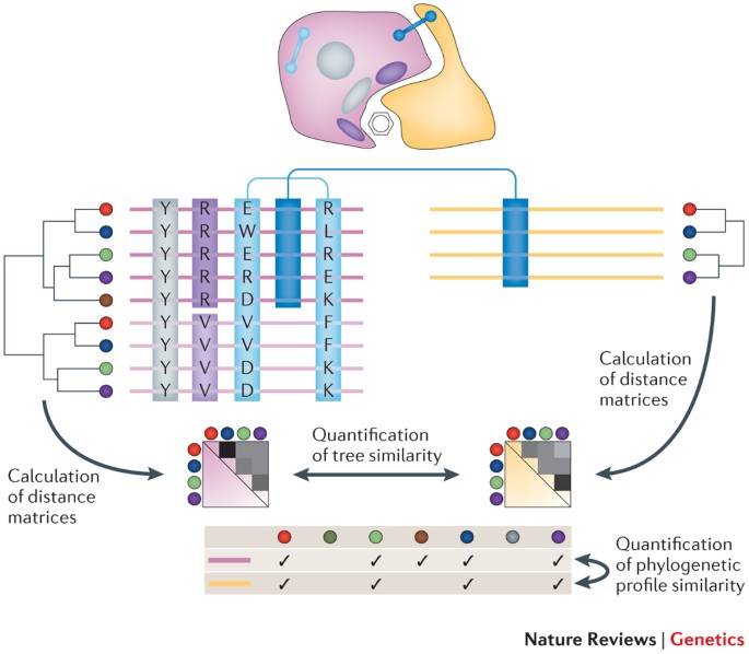 Coevolution at the proteome scale - Institute for Protein Design