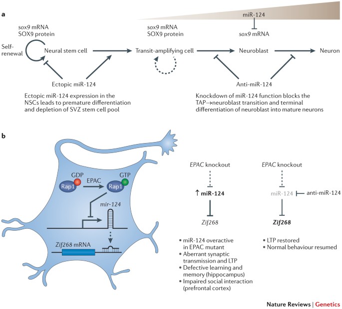 Knockout of miR-144/451 cluster aggravated neurological function and