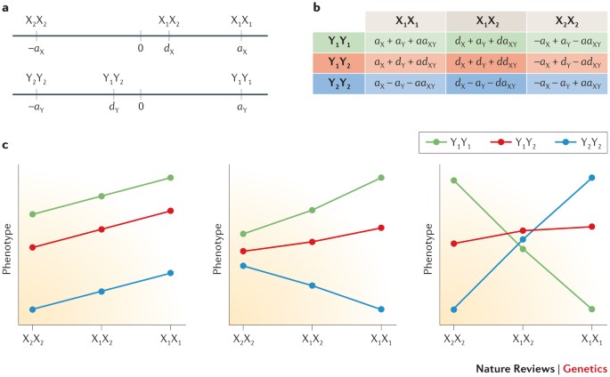 Epistasis And Quantitative Traits Using Model Organisms To Study Gene Gene Interactions Nature Reviews Genetics