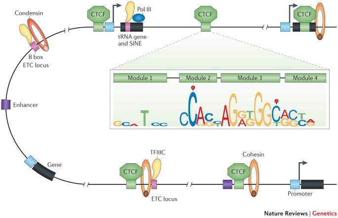Picture of CTCF
