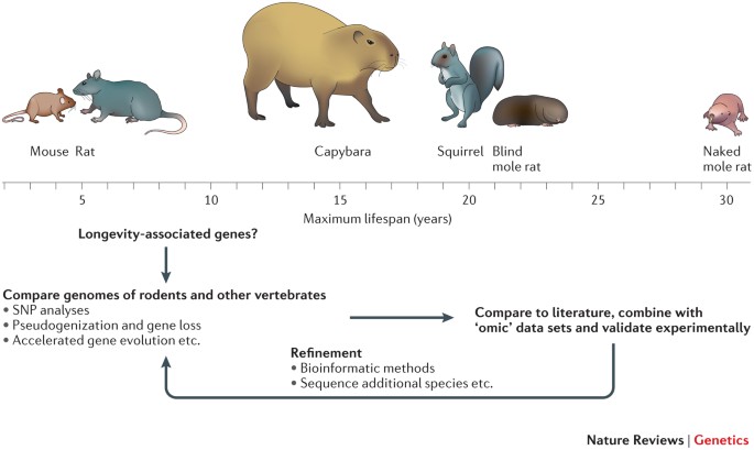 Giant Rodent, Lowered Cancer Rates: What Genetic Analysis Reveals