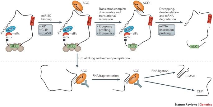 Identification And Consequences Of Mirna Target Interactions Beyond Repression Of Gene Expression Nature Reviews Genetics Identification And Consequences Of Mirna Target Interactions Beyond Repression Of Gene Expression Nature Reviews Genetics